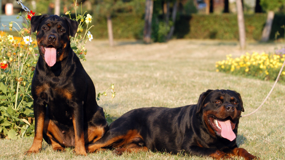 dogs rotweiller